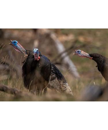 Short Circuit Combo Diaphragm Turkey Call Pack - Power Calls | Shop Now - Buy Online on SooperMarket.com