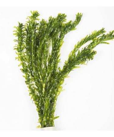 5 x Oxygenating Weed Live Pond Plant ELODEA DENSA - Also Aquarium Aquatic Plants