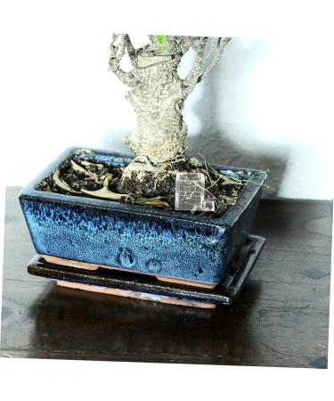 Hohopeti Pet Water Feeder Ants Feeding Bowl Insect Water Feeder Transparent Ants Feeding Cup Plastic - Buy Online on SooperMarket.com