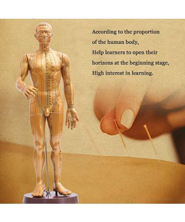 Human Acupuncture Template 50 cm Human Meridian Chinese Medicine Acupuncture Point Medicine Acupuncture Point Model Hand Rotate Anatomy Model - Buy Online on SooperMarket.com