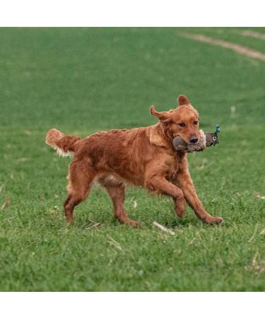 Firedog Dummy with Real Rabbit Fur - Durable Wild Retrieving Toy for Dogs & Puppies (250g) - Buy Online on SooperMarket.com