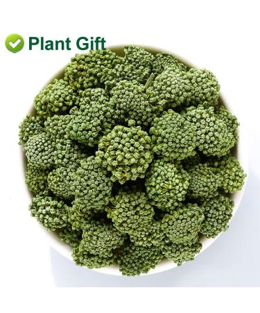 Buy Panax Notoginseng Flower Tea 60G | Premium Tienchi Notoginseng | International Shipping Available - Buy Online on SooperMarket.com