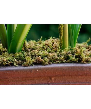 SuperMoss 23802 Mountain Moss Preserved 200 in Bag - Fresh Green - Buy Online on SooperMarket.com