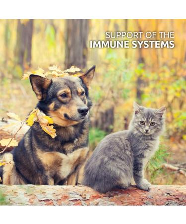 AniForte Premium Salmon Oil 200 Tablets for Dogs & Cats - Natural Norwegian Fish Oil Supplement with Omega 3, 6, EPA, DHA & ALA for Coat, Skin, Joints & Brain Health - Buy Online on SooperMarket.com