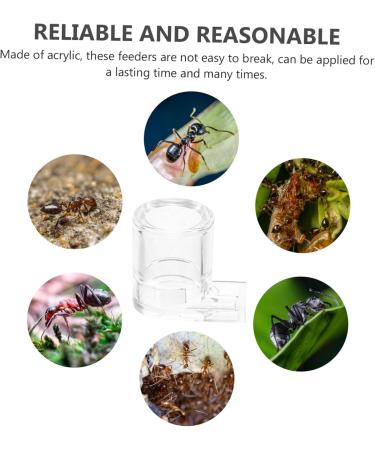 Balacoo 2pcs Ant Water Feeder ant Habitat Science ant Farm nest ant Castle ant Farming Castle ant Colony - Buy Online on SooperMarket.com