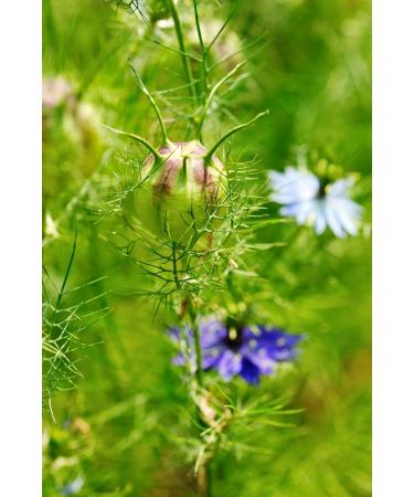 Health Embassy Nigella Sativa Seeds - Black Seed Cumin 100g | Pure and Natural | Pack of 1 - Buy Online on SooperMarket.com