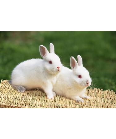 3 Pack Rabbit Bunny Mat - Natural Straw Woven Grass Chew Toy Bed for Small Animals - Buy Online on SooperMarket.com