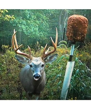 4S Feed Block Elevator - Attract Deer, Livestock, and Cattle with 50 LB Salt Block - Wildlife & Hunting Solutions - Buy Online on SooperMarket.com