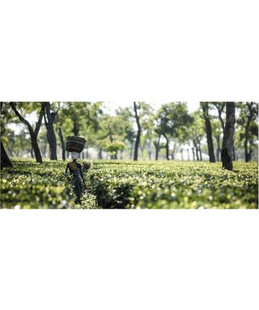 Ridgways English Breakfast Enveloped Tea Bags | 20 Bags Per Pack | 2 Pack - Buy Online on SooperMarket.com