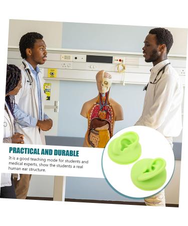 Healeved 2pcs Colored Earring Molds Teaching Aid - Green 3D Human Ear Model - Buy Online on SooperMarket.com