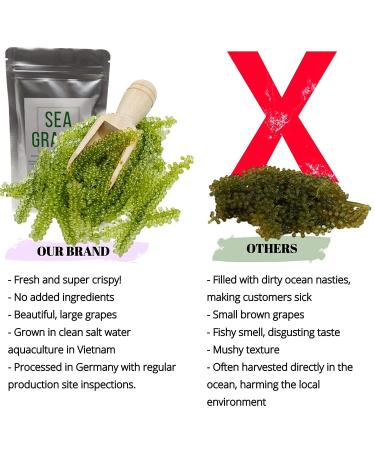 Umibudo Sea Grapes - Delectable Green Caviar Seaweed, 1.76oz/50g - Rehydrates to 1/2 Pound - Brine Dehydrated - Buy Online on SooperMarket.com
