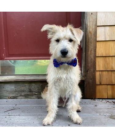 Huxley & Kent Boston Pops Pet Bow Tie (XL) | Patriotic 4th of July Collar Attachment | Red, White & Blue Fun Bow Tie for Dogs & Cats - Buy Online on SooperMarket.com