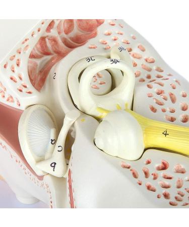 Human Ear Model 5 Times Natural Size Pattern with 3 Parts Illustrating Ear Main Ear Beings Ear Cleaner Internal Ear - Buy Online on SooperMarket.com