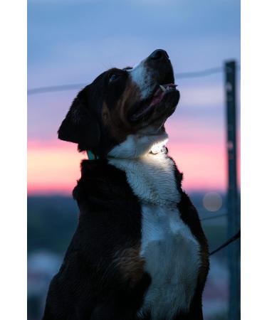 Buy Max & Molly Matrix Ultra LED Light for Dogs & Cats - Perfect for Joggers Walkers & Cyclists - Outdoor Safety Gear - Buy Online on SooperMarket.com