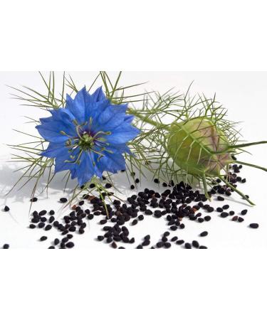 SAFLAX Organic Black Cumin Seeds (Nigella Sativa) - 300 Seeds for Gardening - Buy Online on SooperMarket.com