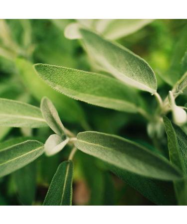 Buy Organic Sage 500g | Dried & Cut Sage Leaves | All-Natural Organic Quality | Sage Tea | Achterhof - Buy Online on SooperMarket.com