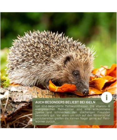 Buy Wild Animal Love Noble Mealworms 5L | Dried Mealworms for Birds & Hedgehogs | Premium Insect Food for Garden Birds - Buy Online on SooperMarket.com
