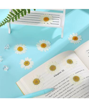120 Real Dried Daisy Flowers - Natural DIY Petals for Scrapbooks & Art Decors (Primary Color) - Buy Online on SooperMarket.com