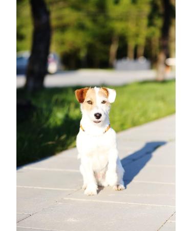 B-A-L Baltic Amber Land Chain - Flea & Tick Prevention for Dogs & Cats | Amber & African Jade Pet Collar (25-65 cm) - Buy Online on SooperMarket.com