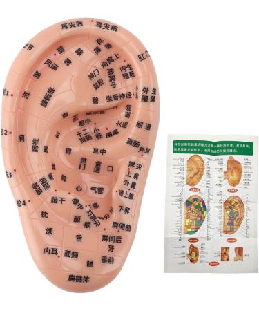 Buy 17cm Ear Acupuncture Point Model - Large Reflexology Learning Display for International Shipping - Buy Online on SooperMarket.com