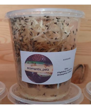 acomantis 16oz tub Flightless Fruit Flies (Drosophila Culture) Live Food - Buy Online on SooperMarket.com