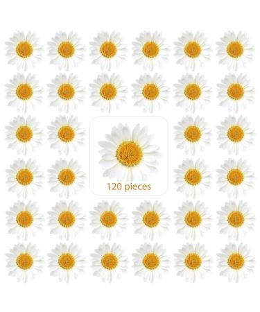 120 Pieces Real Dried Daisy Flowers Natural Dried Daisies DIY Dry Daisy Petals Pressed Chrysanthemum Flowers for Album Scrapbooks Resin Soap Art Decors Handicrafts (Primary Color) (Primary Color)