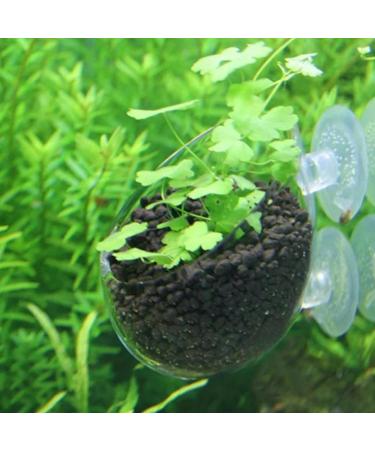 Delamiya 4-Piece Aquarium Plant Pots - Decorative Crystal Glass & Suction Cups for Lively Aquatic Displays - Buy Online on SooperMarket.com