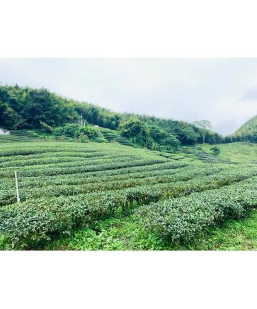 Taiwan unique tea TTES No.20(Yingxiang) Shanlinxi Alpine Oolong Tea 150g*4 - Buy Online on SooperMarket.com