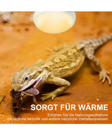 Repti Home 75W Reptile Heating Lamp - 2 Pack | Ideal for Turtles Lizards Snakes & Amphibians - Perfect Terrarium Heat Source - Buy Online on SooperMarket.com