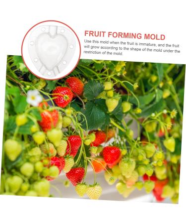 Mipcase 5pcs Fruit Shaping Mold Garden Tool Fruit Protection Cucumber Mold Vegetable Fruit Cucumber White - Buy Online on SooperMarket.com