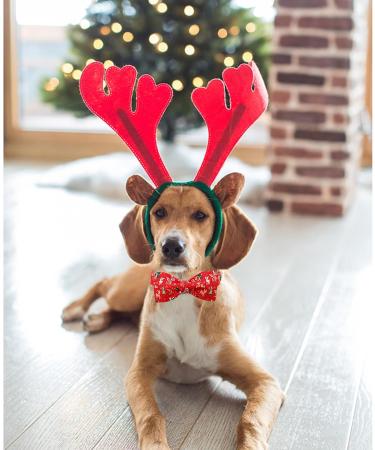 Lionheart Glory Christmas Hirsch Dog Shoe - Red Dwindle for Medium Dogs | 1 Pack Collar & Bowl - Buy Online on SooperMarket.com