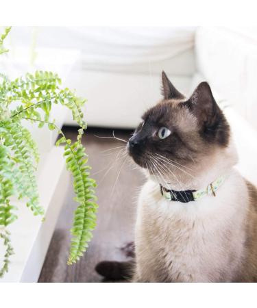 Pettsie Cat Collar Breakaway & Friendship Bracelet Set | Eco-Friendly Gift Box | D-Ring for Accessories | 100% Cotton | Adjustable Green Design - Buy Online on SooperMarket.com