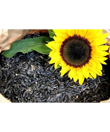 Buy Black Sunflower Seeds 25kg - New Harvest 2023 for Bird Feed | International Shipping Available - Buy Online on SooperMarket.com