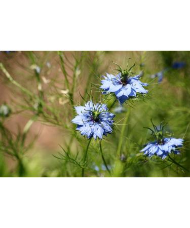 SAFLAX Organic Black Cumin Seeds (Nigella Sativa) - 300 Seeds for Gardening - Buy Online on SooperMarket.com