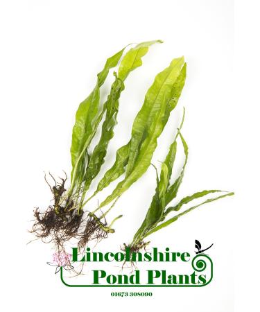 Java Fern Microsorium pteropus Live Aquarium Plants (2)