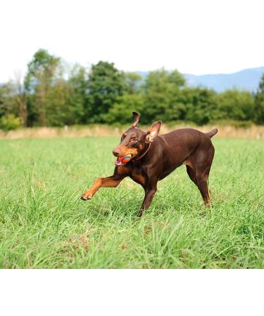 ChuckIt! Canine Hardware Medium Ultra Balls Classic 4-Pack Orange 4 Pack - Buy Online on SooperMarket.com