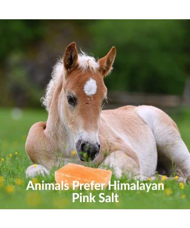 Himalayan Nature Licking Salt for Horses - 2 Pack Pink | Natural Mineral Supplement - Buy Online on SooperMarket.com