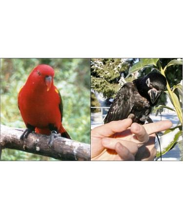 The Aviator Bird Harness for Small Birds - Red | Secure & Stylish Flight Experience - Buy Online on SooperMarket.com