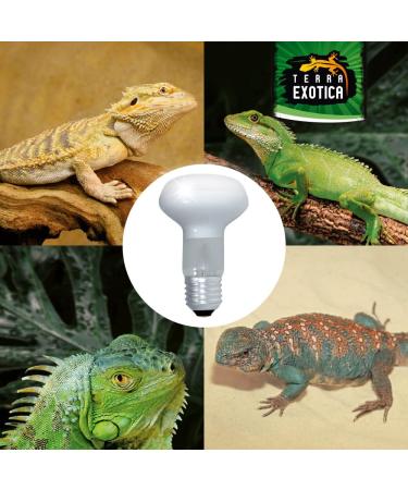 Terra Exotica 75W Heat Spot Bulb for Reptiles - 3 Pack Terrarium Lighting - Optimal Heat for Reptile Habitats - 25W 40W 60W 100W 150W Options Available - Buy Online on SooperMarket.com
