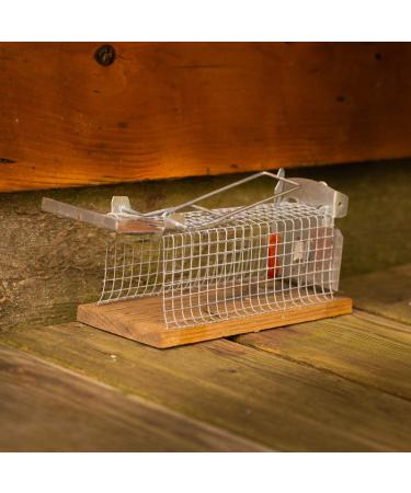 Martenbrown Rodent Feast: Premium Kneadable Mouse Bait & Trap Lure for Mice and Rats - International Shipping Available - Buy Online on SooperMarket.com