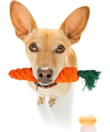 Fur & Bone 10 Pack Dog Chew Toys | Puppy Toys Dog Toys for Boredom | Indestructible Dog Toys with Rope Toys Squeaky Toy | Dog Toy Dog Teething Toys for Small & Medium Dogs | Dog - Buy Online on SooperMarket.com