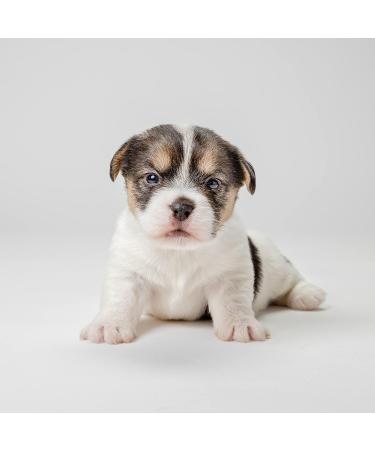 PetAg Fresh 'n Clean Puppy Shampoo - Baby Powder Fresh Scent - 18 fl oz for Soft, Vibrant & Healthy Coat - Buy Online on SooperMarket.com