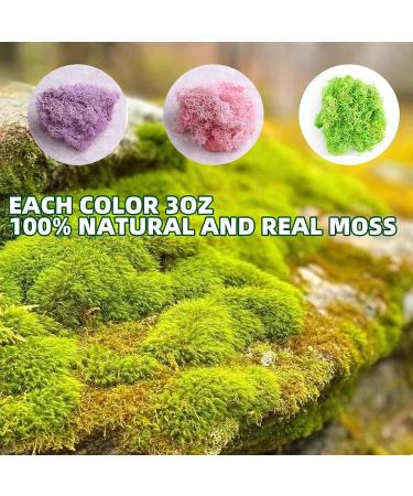 9 OZ Preserved Moss - Natural Live & Fake Moss for Potted Plants, Terrariums, Gardening, Art, Vase Fillers, Craft Floral Wall, Wedding Decor - Green, Purple, Pink - Buy Online on SooperMarket.com
