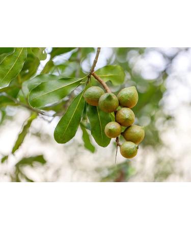 Macadamia Nut Halves & Pieces 2lbs | Non-GMO Raw Unsalted Kosher Vegan | Keto Snack & Baking | Healthy Fats | Salad & Yogurt Topper - Buy Online on SooperMarket.com