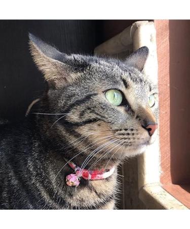 PetSoKoo Four-Leaf Clover Cat Collar with Bell | Japan Chirimen Kitten Collar | Orange Yellow | Small Cat Standard Size - Buy Online on SooperMarket.com