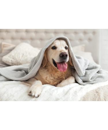 Roqsy Nature Dog Shampoo 500ml | Vegan Organic Natural for Long-Haired & Sensitive Skin | Allergy-Friendly for All Breeds & Fur Colors - Buy Online on SooperMarket.com