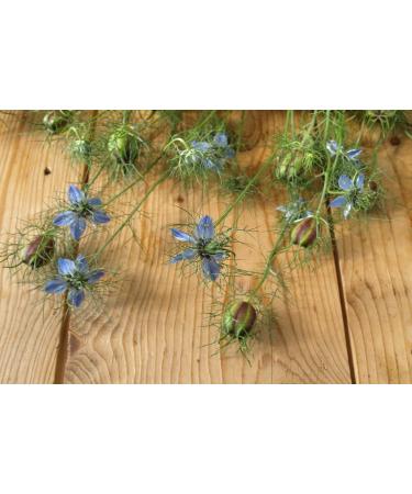 SAFLAX Organic Black Cumin Seeds (Nigella Sativa) - 300 Seeds for Gardening - Buy Online on SooperMarket.com