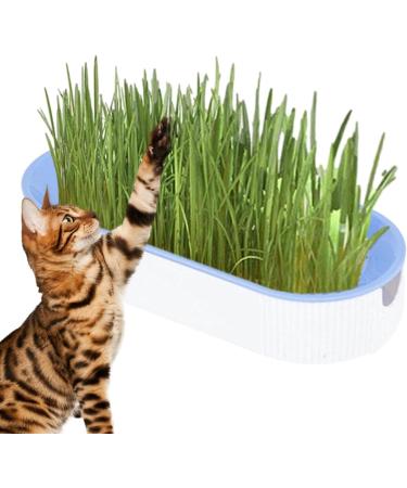 Youding Cat Grass Growing Kit Planter Tray Catnip Box Chewing Kitten Plant Set for Snacks Soil Free Snacks Digestion Pet Food Indoor Nursery Balcony Patio Blue - Buy Online on SooperMarket.com