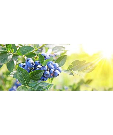 Buy 100% Pure Blueberry Seed Oil - Cold Pressed Non-GMO Carrier Oil for Skin & Hair Care - 8 oz - Buy Online on SooperMarket.com