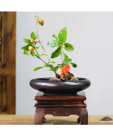 CRAFFANCY Deep Round Ceramic Ikebana Flower Vase with 5cm Kenzan Flower Frog - Black Spotted | Flower Arrangement Supplies for Home Decoration - Buy Online on SooperMarket.com